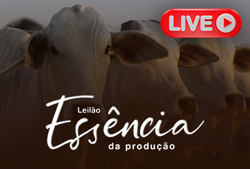 LIVE APRESENTAÇÃO DOS ANIMAIS -  LEILÃO ESSÊNCIA DA PRODUÇÃO NELORE SCHANGRI-LÁ